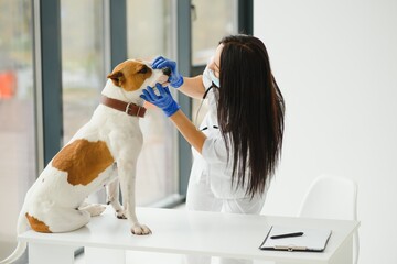 Female vet on Animal clinic with veterinarian, Healing pet