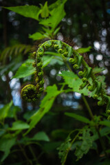 Sprouting Fern