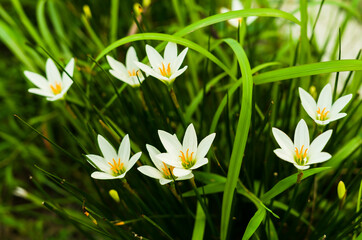 Small white flowers