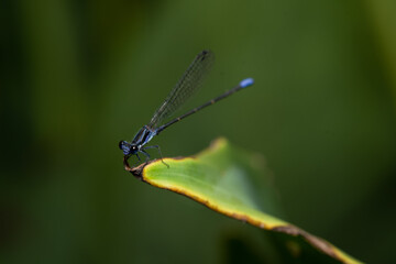blue dragonfly on a leaf