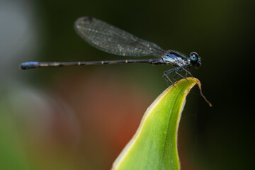 blue dragonfly on leaf