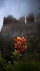 Selective of an orange plant in greenery in fog