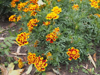 Marigolds Tagetes erecta, Mexican marigold, Aztec marigold, African marigold
