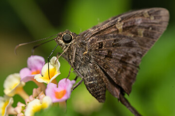 butterfly on a flower
