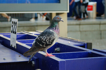 A station pigeon on a buffer stop.