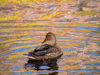 duck in water with reflections