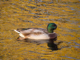 duck in water
