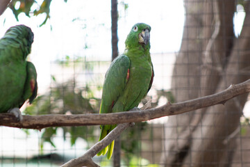 Obraz premium two parrots on a branch