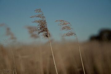 Selective of weeds on a gloomy day