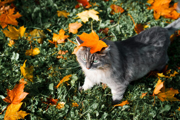 Gray fluffy cat walking on fallen autumn leaves. Siberian cat in nature