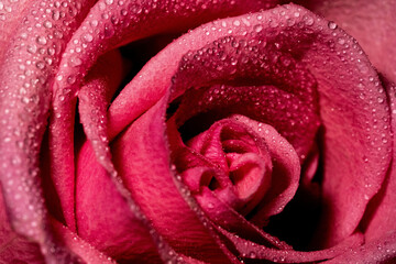 Closeup of a pink rose covered in raindrops under the lights