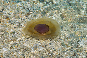 The Mediterranean jellyfish , Greece © Achillefs Katsaounis/Wirestock