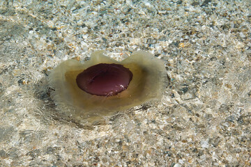 The Mediterranean jellyfish , Greece © Achillefs Katsaounis/Wirestock