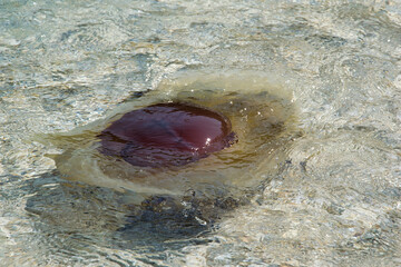 The Mediterranean jellyfish , Greece © Achillefs Katsaounis/Wirestock