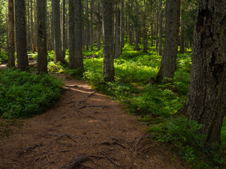 Scenic Trail full of roots in the middle of wooden coniferous forrest, surrounded by green bushes and leaves and ferns on a Fall Evening in Carpathian Nature. Amazing pedestrian track in Ukraine. 