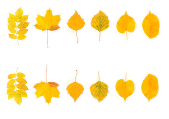 different autumn leaves on white background