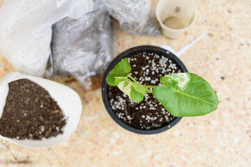 Closeup to little fresh Alocasia macrorrhizos 