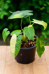 philodendron burle marx variegated in black pot