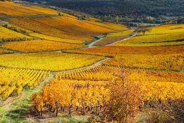 un paysage de vignes en automne. La C&ocirc;te-d'Or en automne. Un vignoble automnal. Des vignes dor&eacute;es.