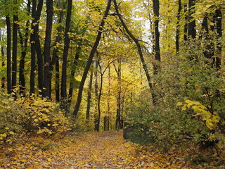 Beautiful autumn landscape with yellow trees and sun. Colorful foliage in the park. Falling leaves natural background .Autumn season concept