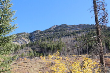 Looking Up The Mountain, Banff National Park, Alberta