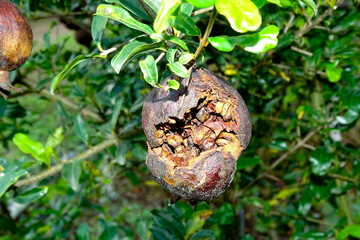 Rotten pomegranate fruit on pomegranate plant. In India.