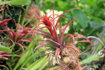 Cryptbergia.  bromeliad background. Red Cryptbergia in jungle. aerial plants. tillandsia. single tropical plant.