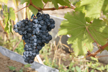 Blue grapes growing on green branches of vineyard in rural field. Ripe harvest in autumn season. Wine agriculture industry. Concept of natural organic food. Sunny daytime. Close up