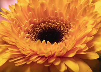 orange gerbera flower in nature, macro photo