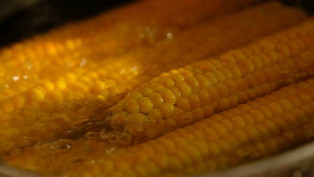 Fresh corn on the cob is boiled in a saucepan. delicious corn lunch. close-up view.