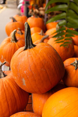 Fresh big orange pumpkins on farmer agricultural market in autumn. Set up for sale at grocery 
 store around halloween.