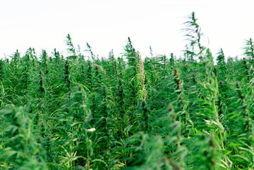 Medical Sativa Cannabis growing outside at sunset evening.Marijuana plant outdoor cannabis farm field.Low angle.