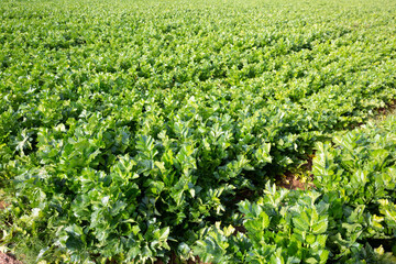 View of field planted with ripening celery. Popular leafy vegetable crop..