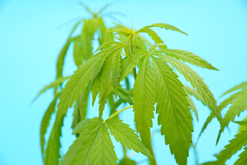 Flower pot medicinal plant with cannabis marijuana