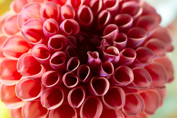 Close-up of dahlia flower in full bloom with black background
