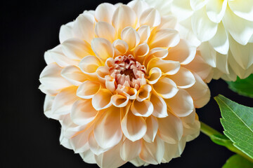 Close-up of dahlia flower in full bloom with black background