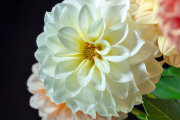 Close-up of dahlia flower in full bloom with black background