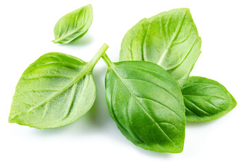 Macro shot of fresh green basil leaves isolated on white background.
