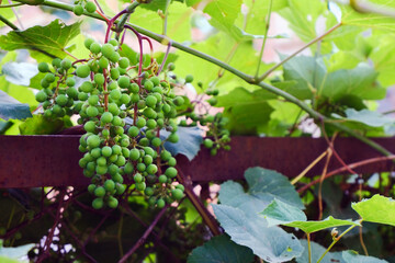 A large bunch of green unripe grapes with leaves on the background of an old rusty iron fence. Winemaking. Gardening. Harvest.