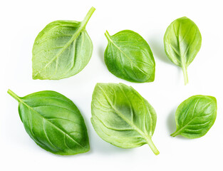 Set of fresh green basil leaves isolated on white background.