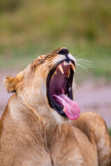 Young lioness yawns and relaxes in the Masai Mara, Kenya