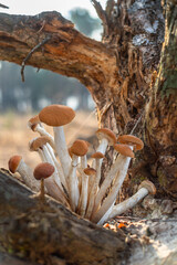 Armillaria mellea or honey mushrooms growing in the forest close-up.
