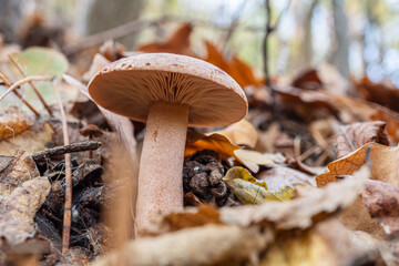 Wild mushroom in the autumn forest close-up.