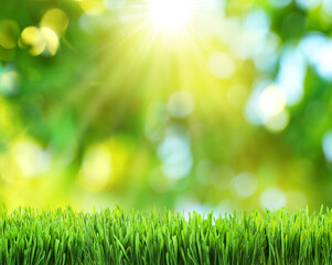 Obraz premium Beautiful bokeh sunny nature background and green grass in foreground. File contains grass clipping path. It is possible to place your product.