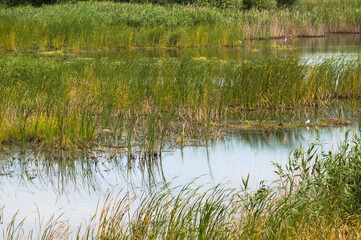 Lake with plants reflections on water landscape view of