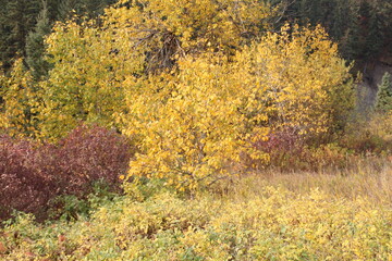 Autumn Colors, Whitemud Park, Edmonton, Alberta