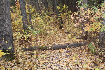 Autumn On The Trail, Whitemud Park, Edmonton, Alberta