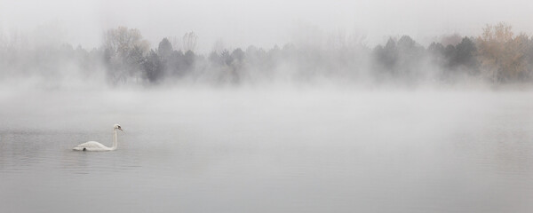 Panorama of White Swan swimming into the fog of misty lake, in  foggy and misty weather	
