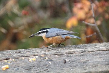Fast Nuthatch, Whitemud Park, Edmonton, Alberta