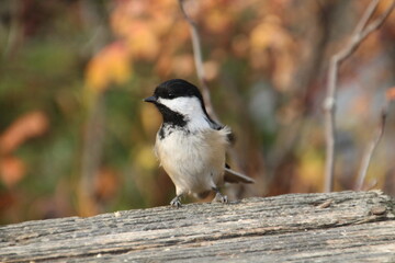 Obraz premium Bird Looking, Whitemud Park, Edmonton, Alberta